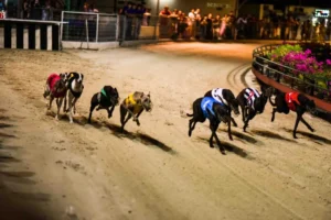 Bí Kíp Chơi Đua Chó 58Win Thắng Lớn Bất Bại Trong Tích Tắc 1 Bí Kíp Chơi Đua Chó 58Win Thắng Lớn Bất Bại Trong Tích Tắc